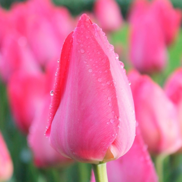 Bulbes Tulipes Darwin Hybride Van Eijck cal 12/+ les 100