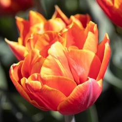 Bulbes Tulipes Bonanza cal...