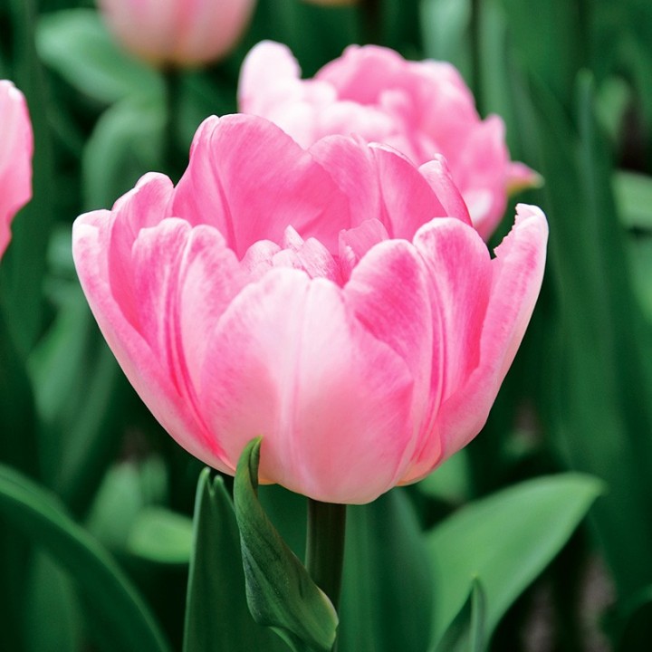 Bulbes Tulipes Double Hative Foxtrot cal 12/+ les 100