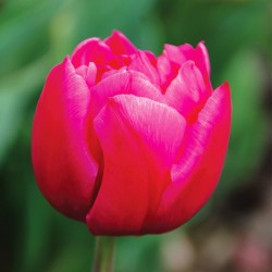 Bulbes Tulipes Margarita...