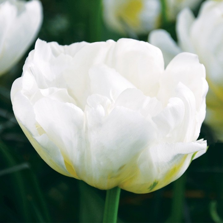 Bulbes Tulipes Double Hative Mondial cal 12/+ les 100