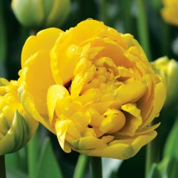 Bulbes Tulipes Yellow...