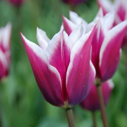 Bulbes Tulipes Claudia cal...