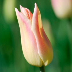 Bulbes Tulipes Elegant Lady...