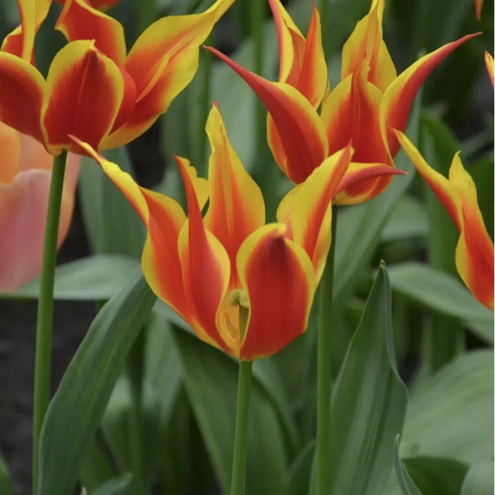 Bulbes Tulipes Fleur de Lys Fly Away cal 11/12 les 100