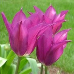 Bulbes Tulipes Jazz cal...