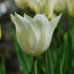 Bulbes Tulipes Très Chic...