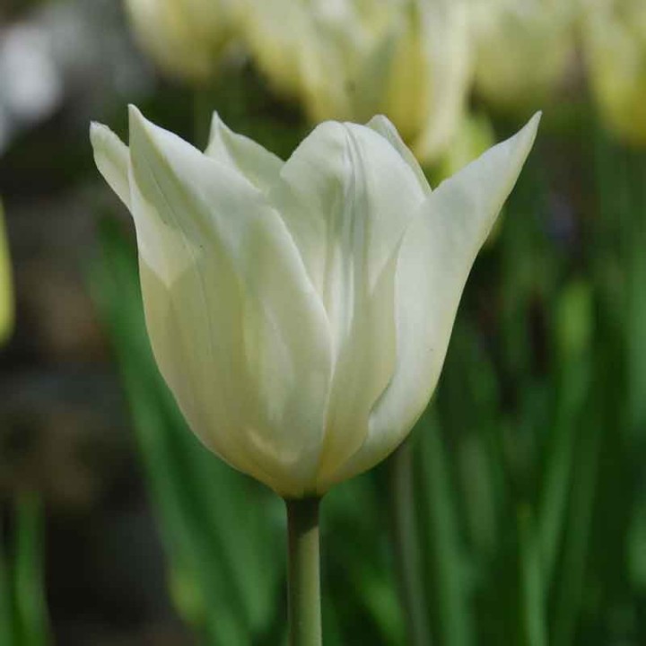 Bulbes Tulipes Fleur de Lys Très Chic cal 10/11 les 100