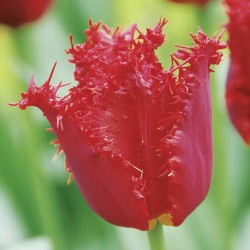 Bulbes Tulipes Versaci cal...