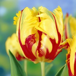 Bulbes Tulipes Texas Flame...