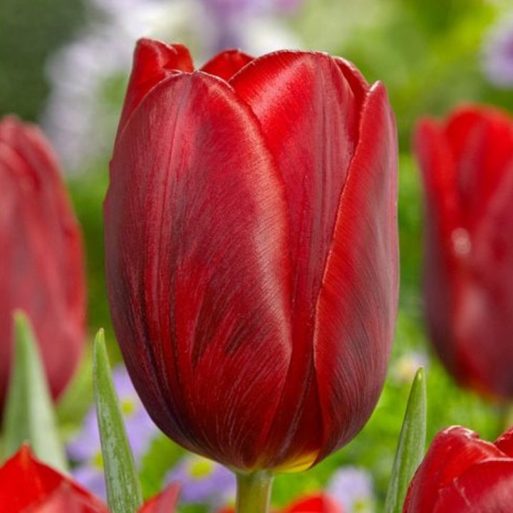 Bulbes Tulipes Couleur Cardinal cal 12/+ les 100