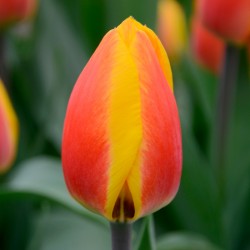 Bulbes Tulipes Flair cal...