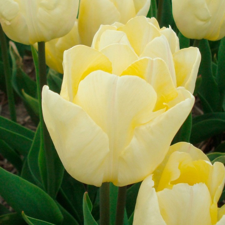 Bulbes Tulipes Simple Hative Sunny Prince cal 12/+ les 100