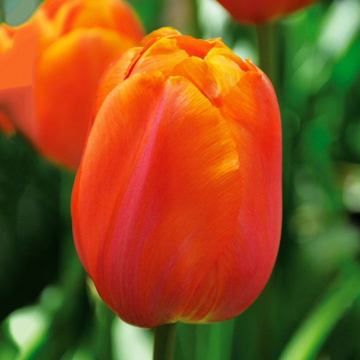 Bulbes Tulipes Dordogne cal 11/12 les 100