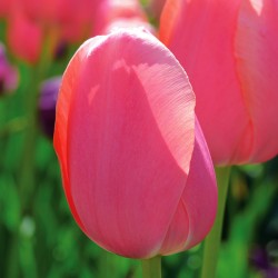Bulbes Tulipes Menton cal...