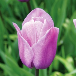 Bulbes Tulipes Violet...