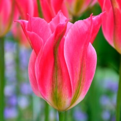 Bulbes Tulipes Virichic cal...