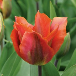 Bulbes Tulipes Artist cal...