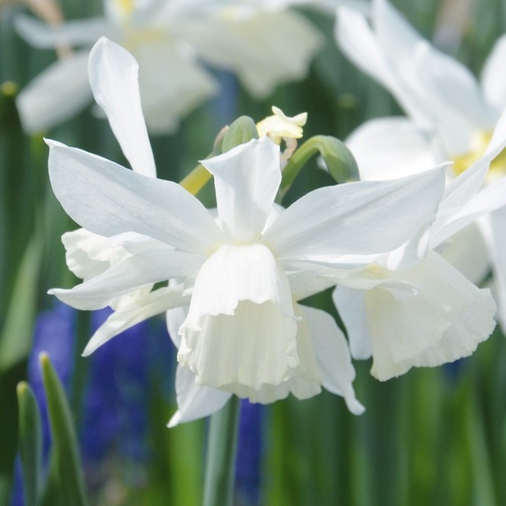 Bulbes Narcisses Pueblo cal 10-12 les 50