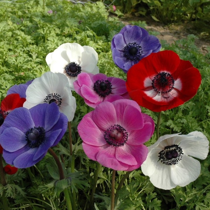 Bulbes Anémones de Caen en mélange cal 06-07 les 100