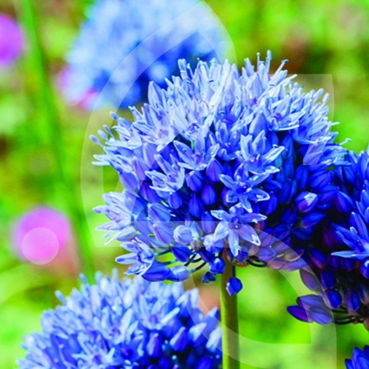 Bulbes Allium Caeruleum (Azureum) cal 04-05 les 100