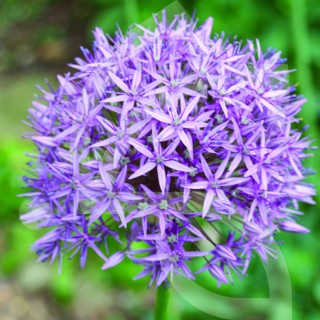 Bulbes Allium Christophii cal 14/+ les 25