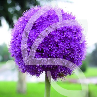 Bulbes Allium Gladiator cal 18-20 les 25