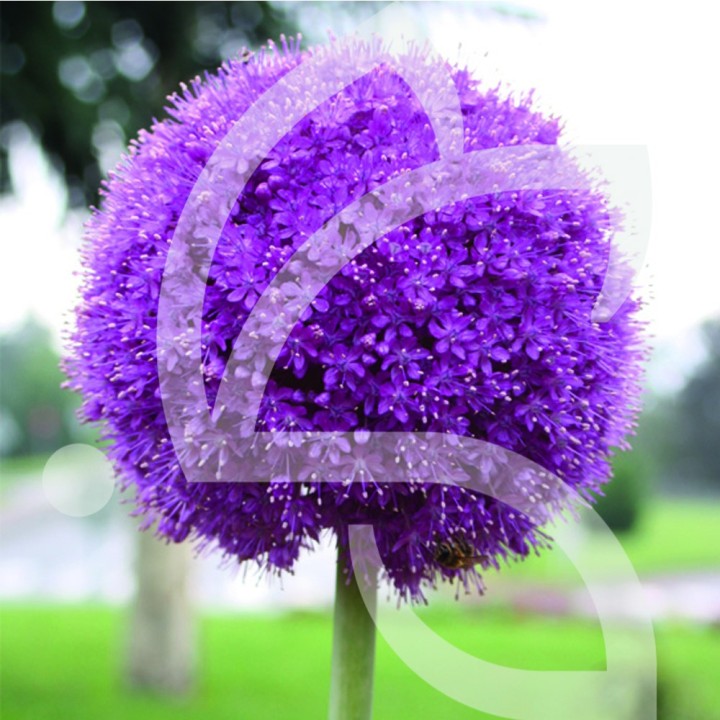 Bulbes Allium Gladiator cal 18-20 les 25