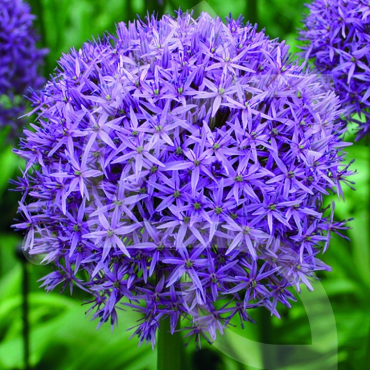 Bulbes Allium Globemaster cal 20/+ les 10