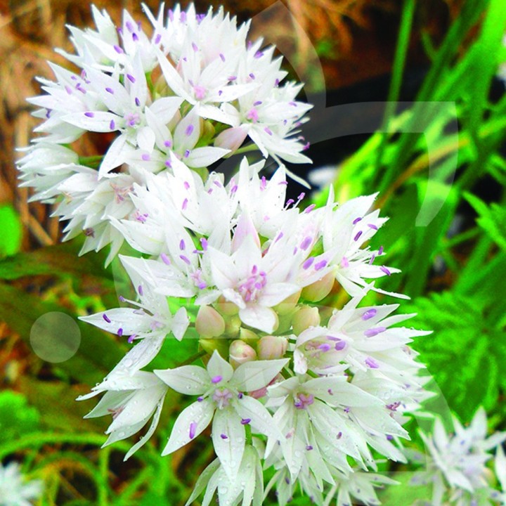 Bulbes Allium Graceful cal 06-08 les 100