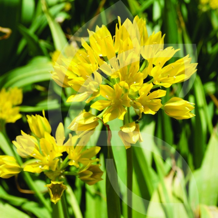 Bulbes Allium Moly cal I les 100