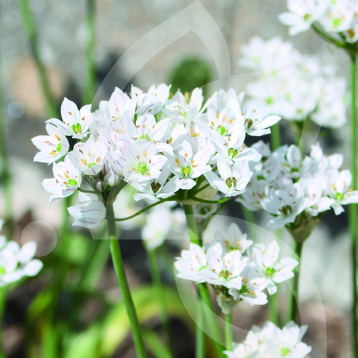 Bulbes Allium Neapolitanum cal 04-05 les 100