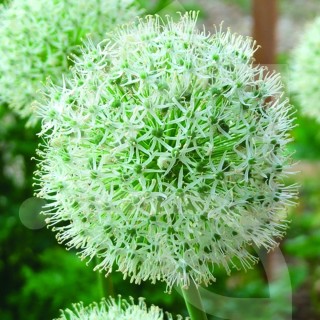 Bulbes Allium Mount Everest cal 18-20 les 25