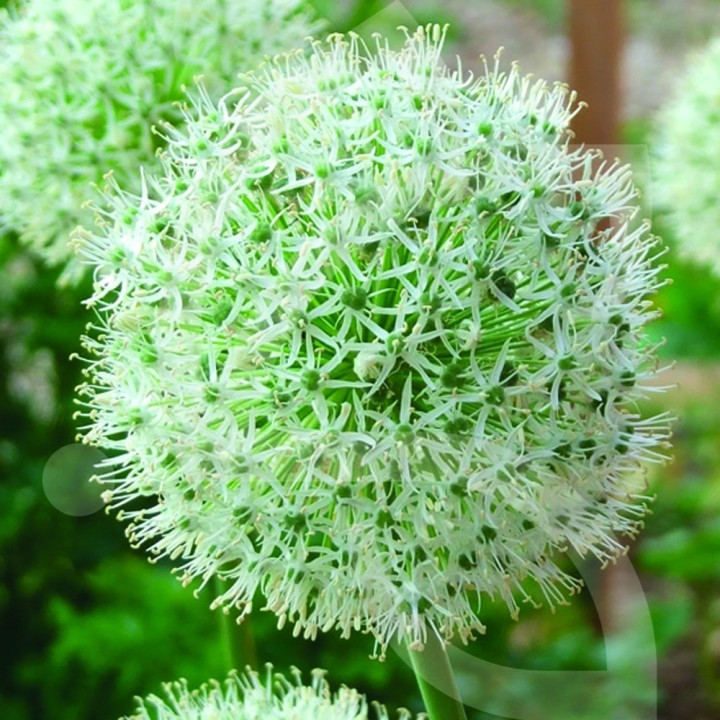 Bulbes Allium Mount Everest cal 18-20 les 25