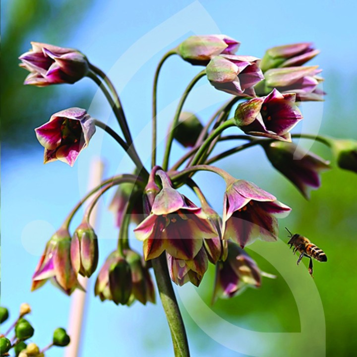 Bulbes Allium Nectaroscordum cal 08-10 les 100