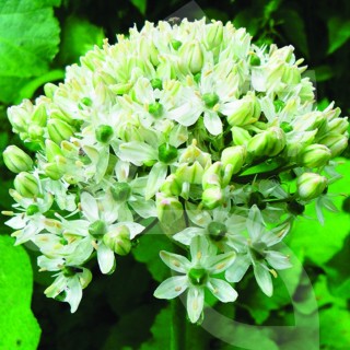 Bulbes Allium Nigrum cal 10-12 les 50