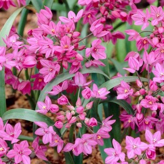 Bulbes Allium Oreophilum cal 04-05 les 100