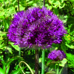 Bulbes Allium Purple...