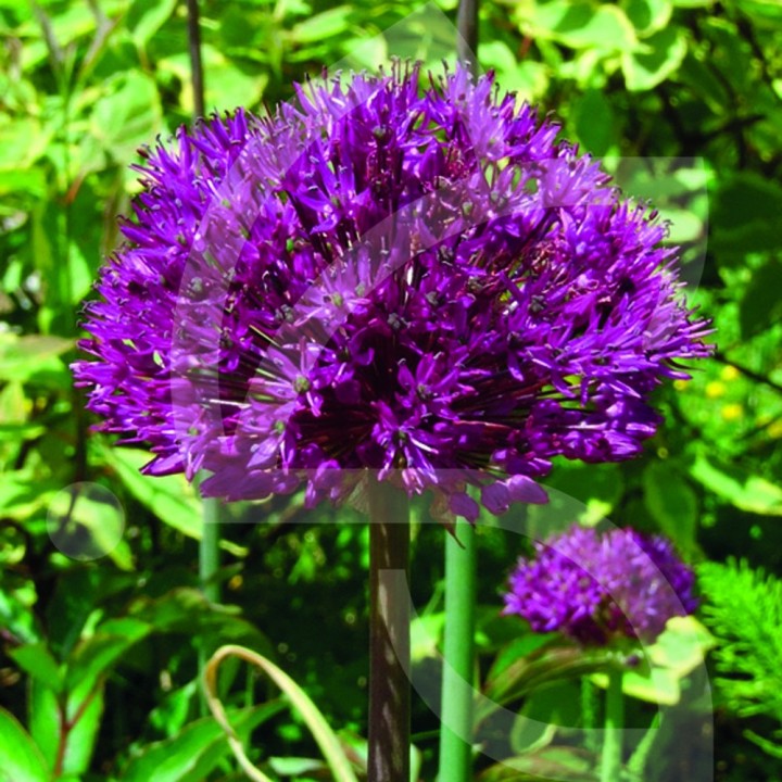 Bulbes Allium Purple Sensation cal 12-14 les 50