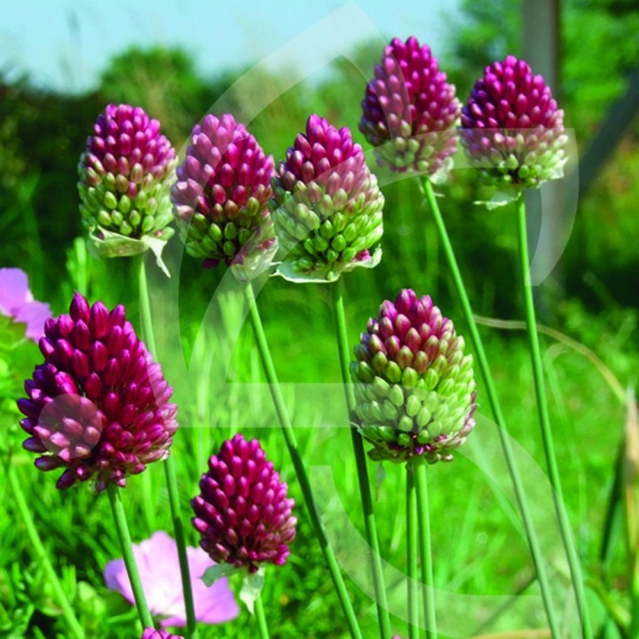 Bulbes Allium Sphaerocephalon cal 06-08 les 100