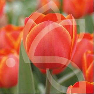 Bulbes Tulipes Darwin Hybride Adrem cal 11/12 les 100