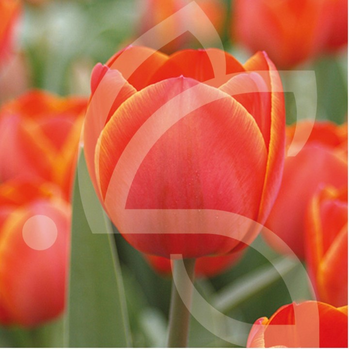 Bulbes Tulipes Darwin Hybride Adrem cal 11/12 les 100