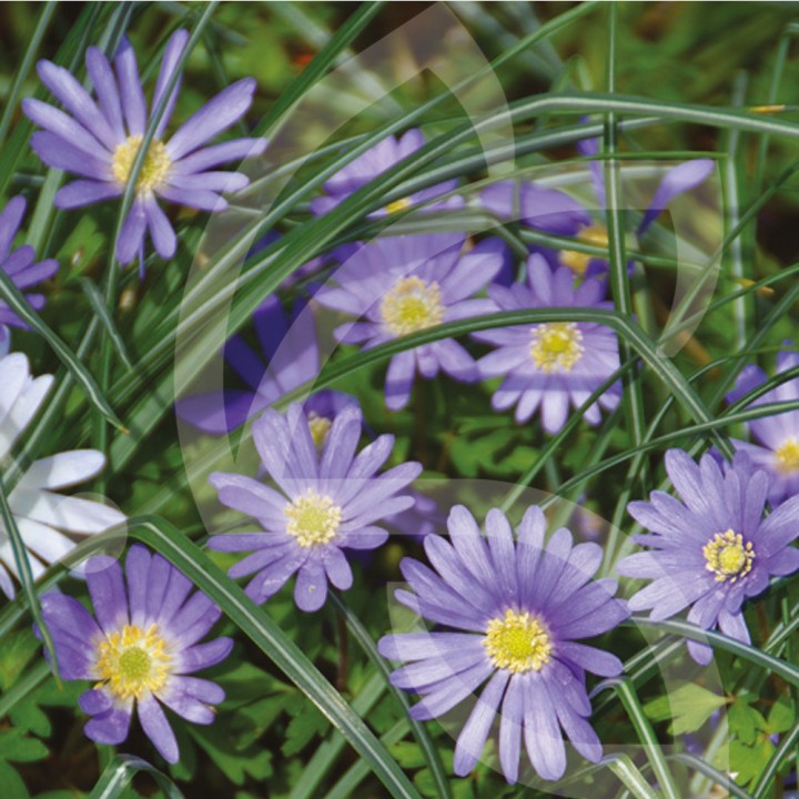 Bulbes Anémones Blanda Blues Shades cal 05-06 les 100