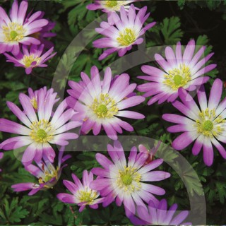 Bulbes Anémones Blanda Charmer cal 07-08 les 100