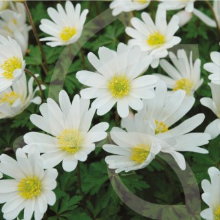 Bulbes Anémones Blanda White Splendour cal 05-06 les 100
