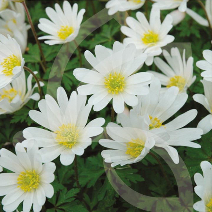 Bulbes Anémones Blanda White Splendour cal 05-06 les 100