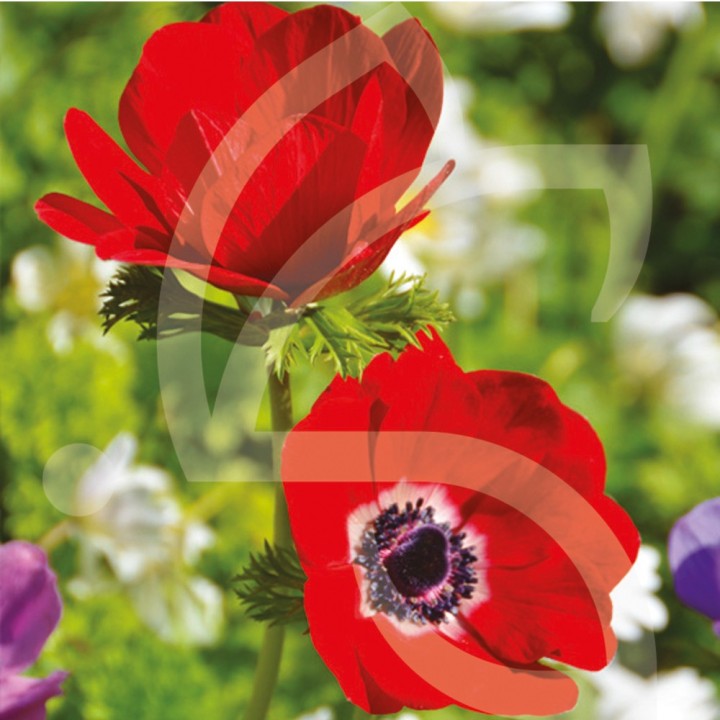 Bulbes Anémones de Caen Hollandia cal 06-07 les 100