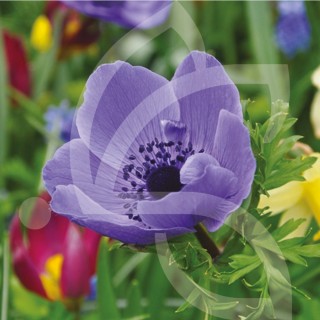 Bulbes Anémones de Caen Mr. Fokker cal 06-07 les 100