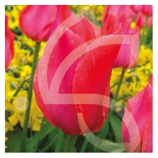 Bulbes Tulipes Albert Heijn cal 12/+ les 100