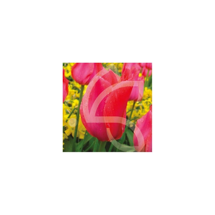 Bulbes Tulipes Albert Heijn cal 12/+ les 100